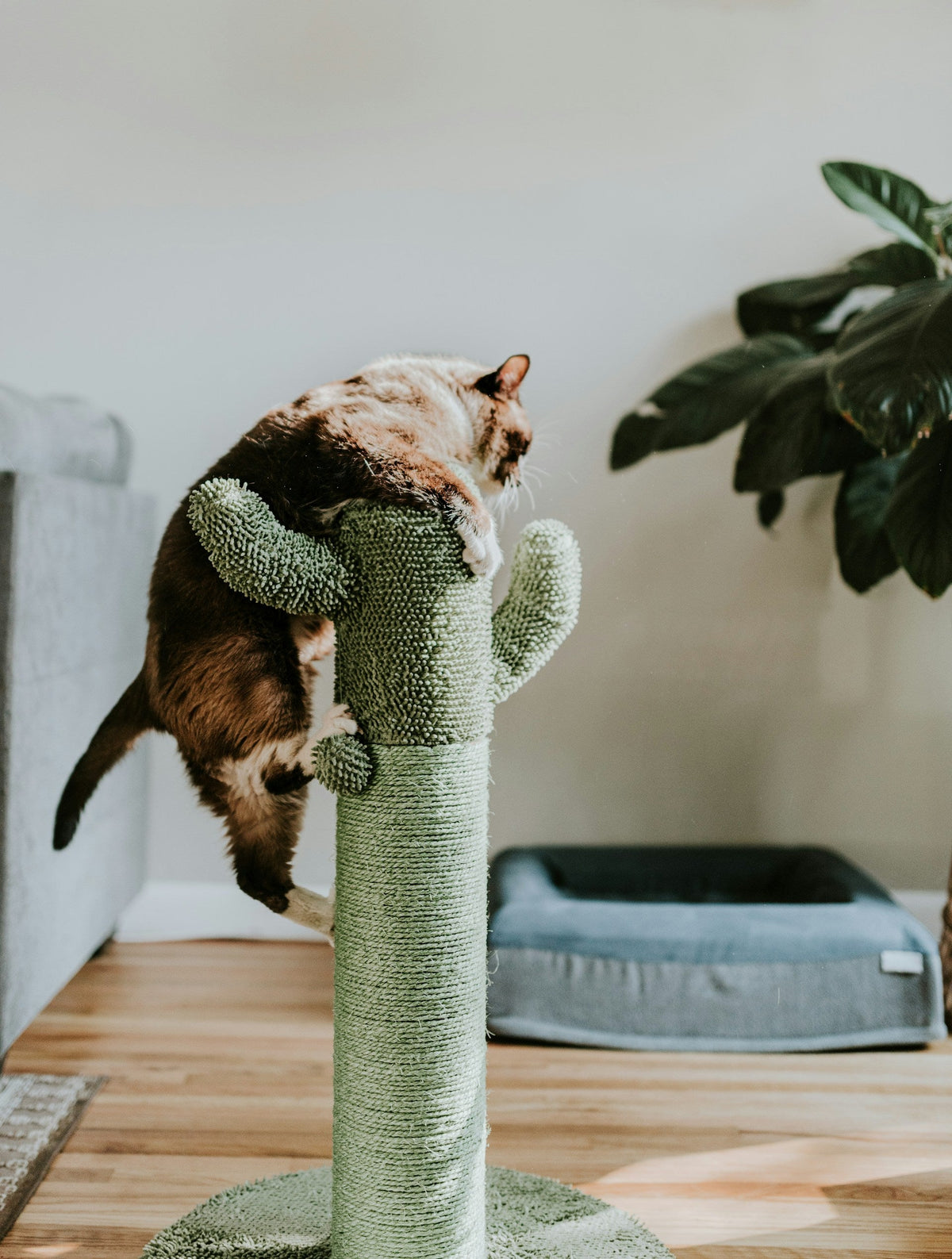 Cat Trees