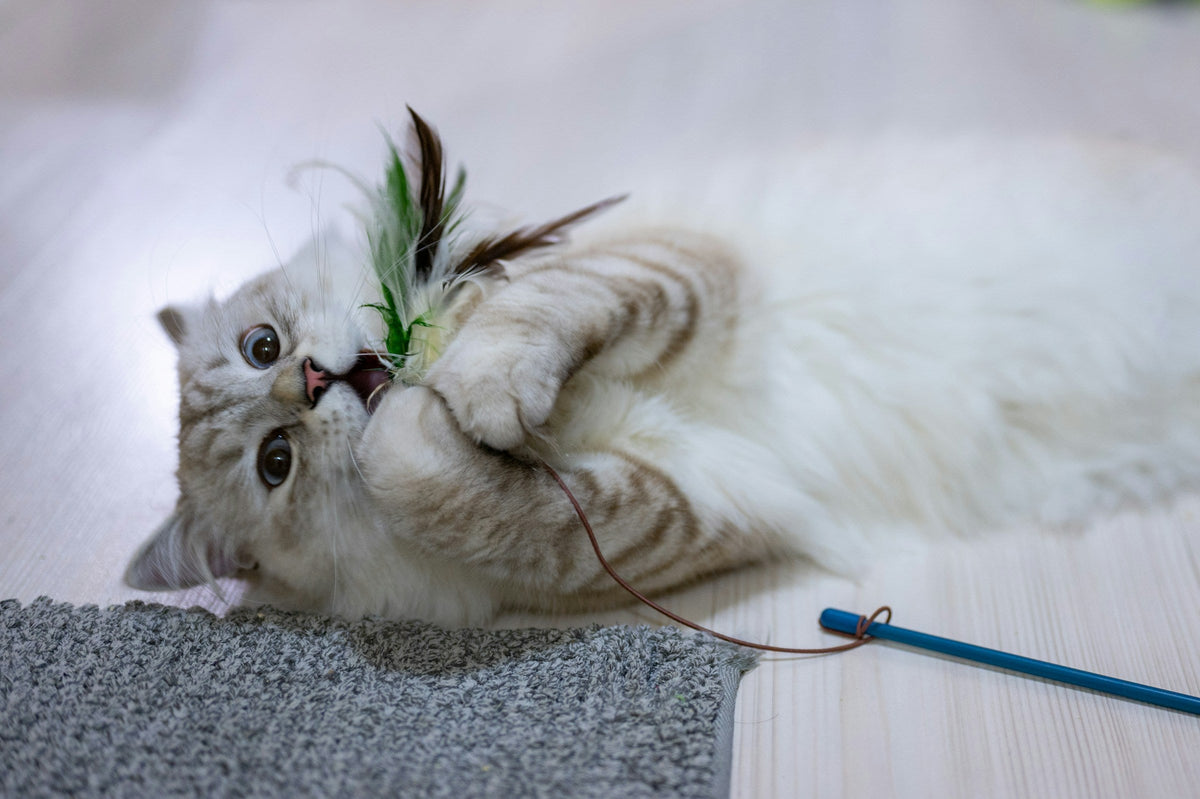Cat Toys