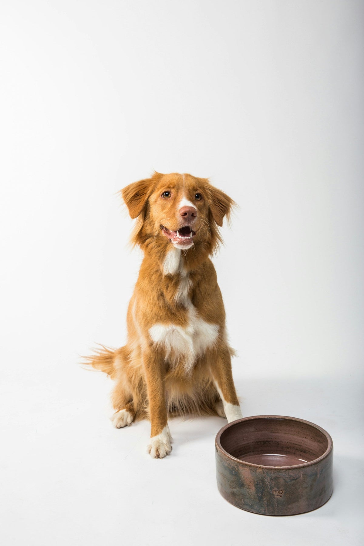 Pet Accessories