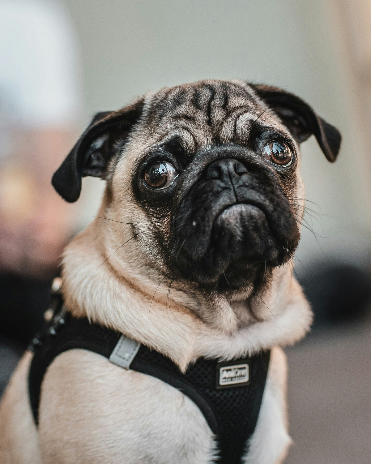 Pet Supplies