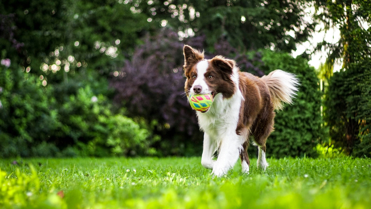 Dog Supplies
