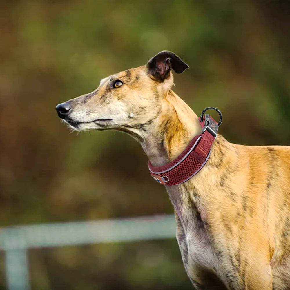 Premium Personalized Reflective Mesh Breathable Dog Collar