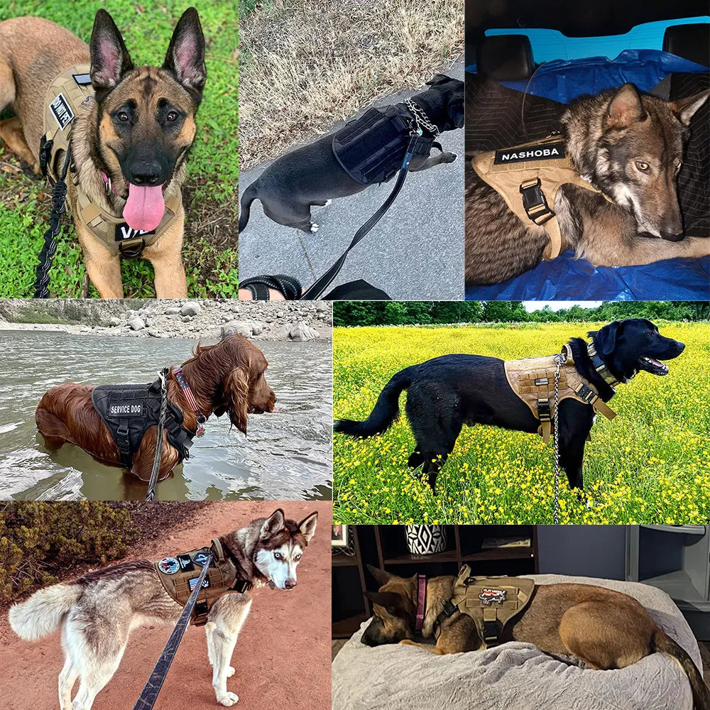 Petavel Padded Dog Harness And Leash Set For Daily Walks